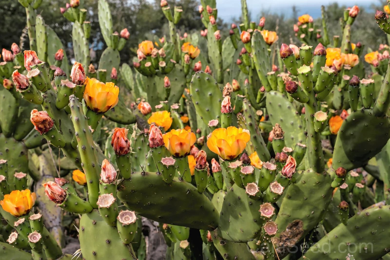 Prickly Pear Cactus 'Opuntia Ficus-Indica' Seeds — Edible Fruit & Flowers - View 6