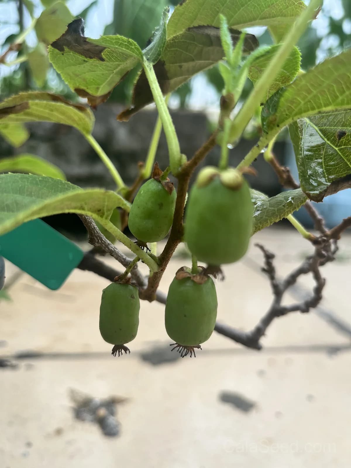 Golden Kiwi 'Actinidia Chinensis' Seeds — Sweet Yellow Fruit Vine - View 8