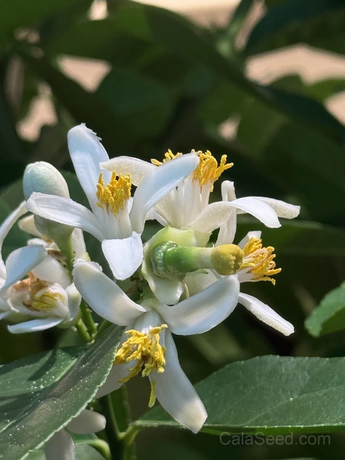 Lemon 'Citrus Limon' Seeds — Classic Citrus Fruit - View 6