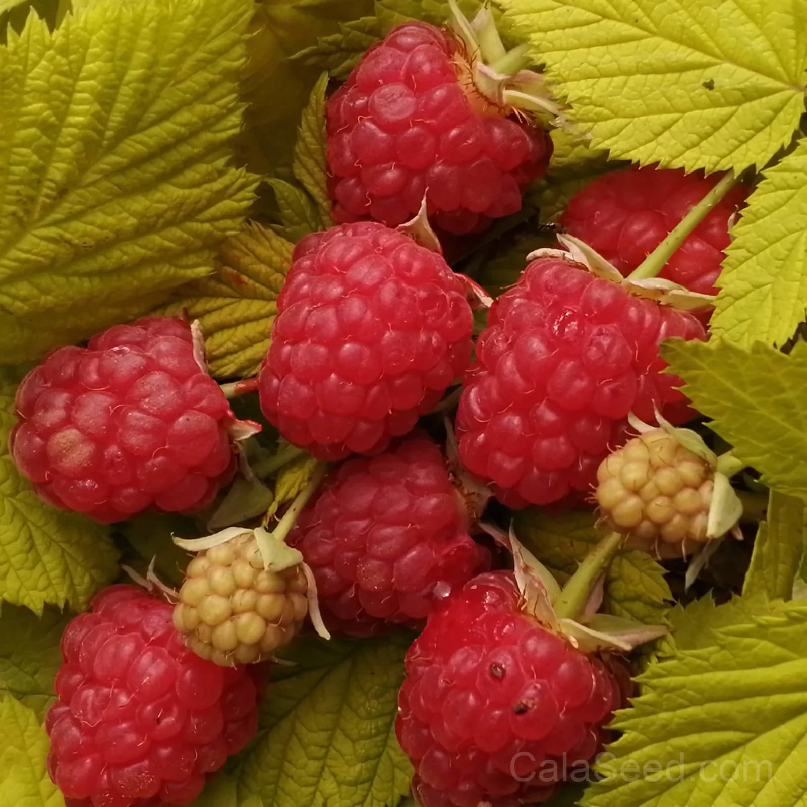 Raspberry Gold Leaf Seeds — Ornamental Edible Foliage - View 2