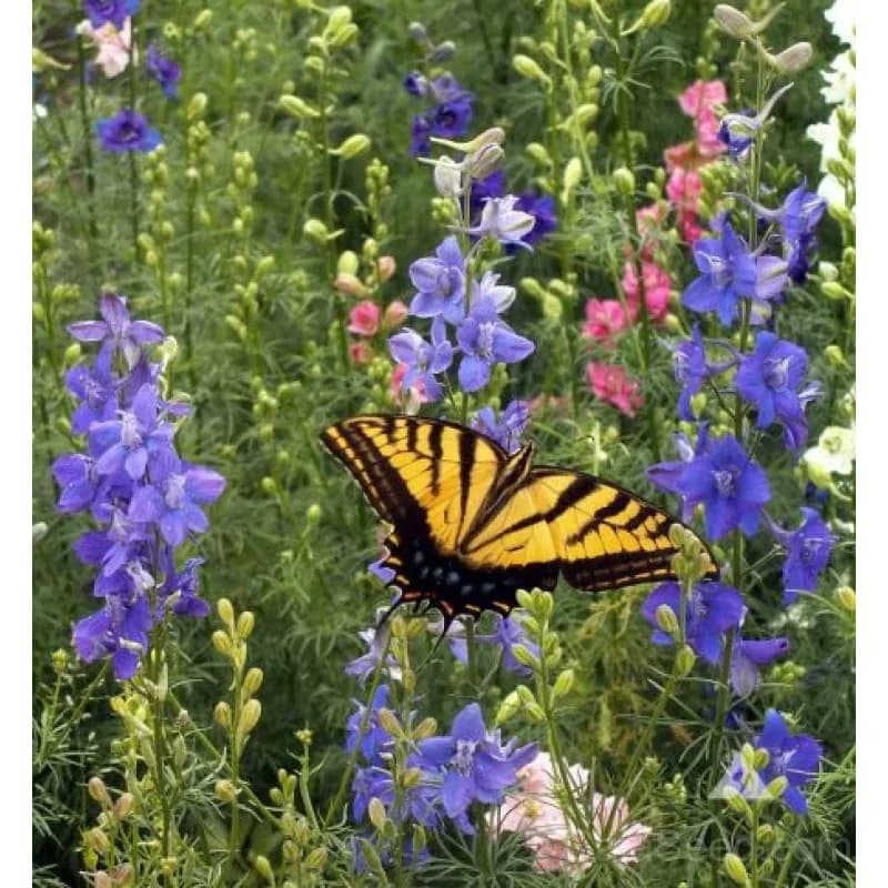 Bird and Butterfly Garden Seeds — Native Pollinator Mix - View 1