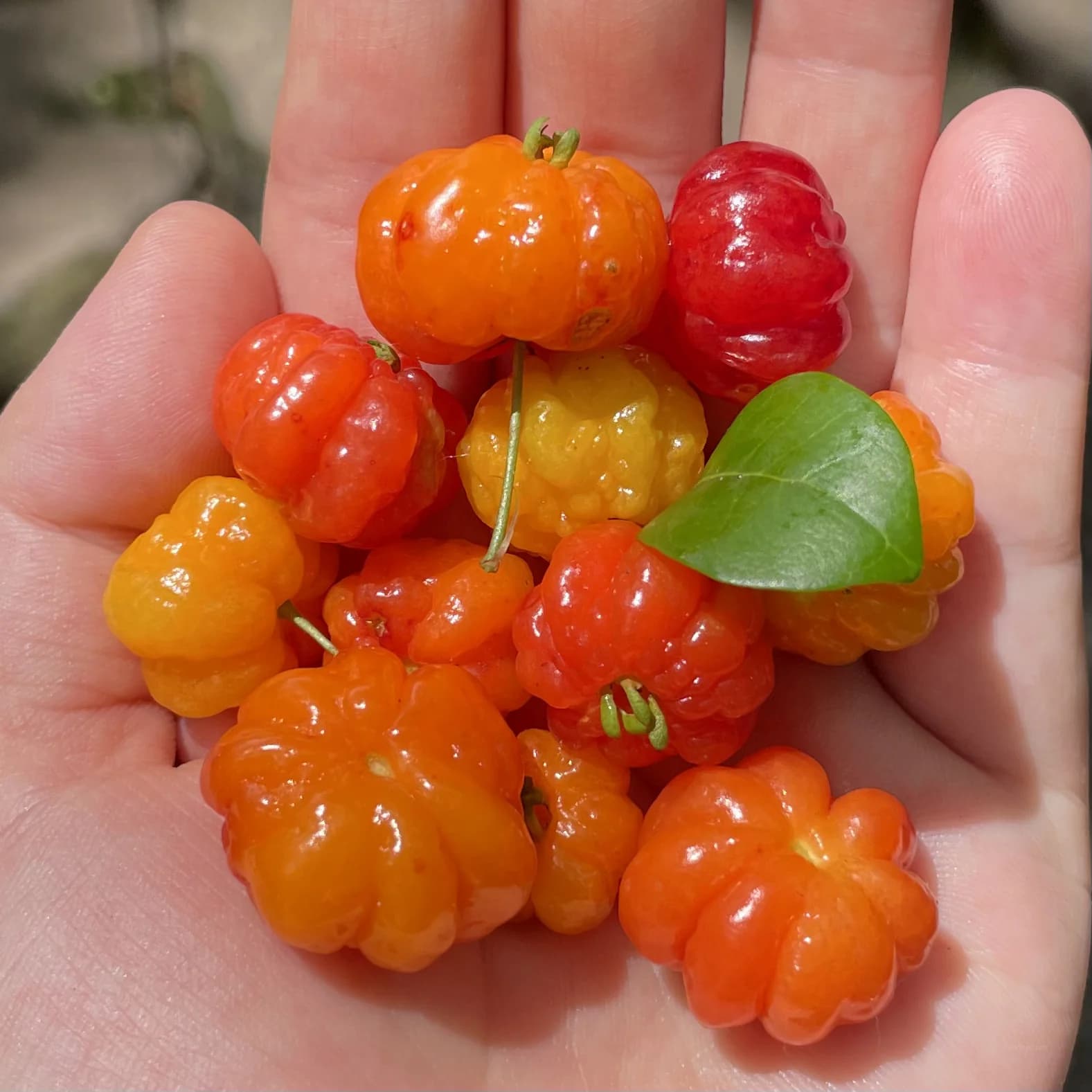 Tomande Tomato Seeds — Classic Red Slicing Variety - View 3