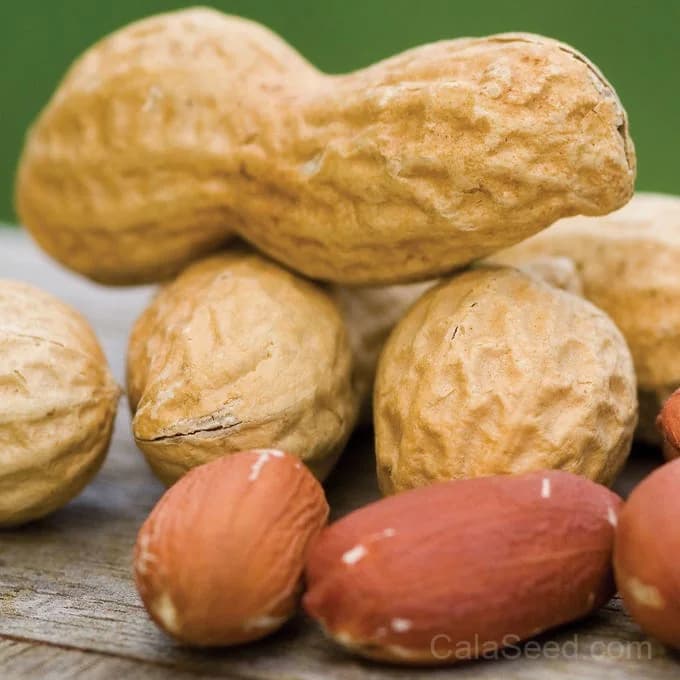 Jumbo Virginia Peanut Seeds — Large Nut Yields - View 1