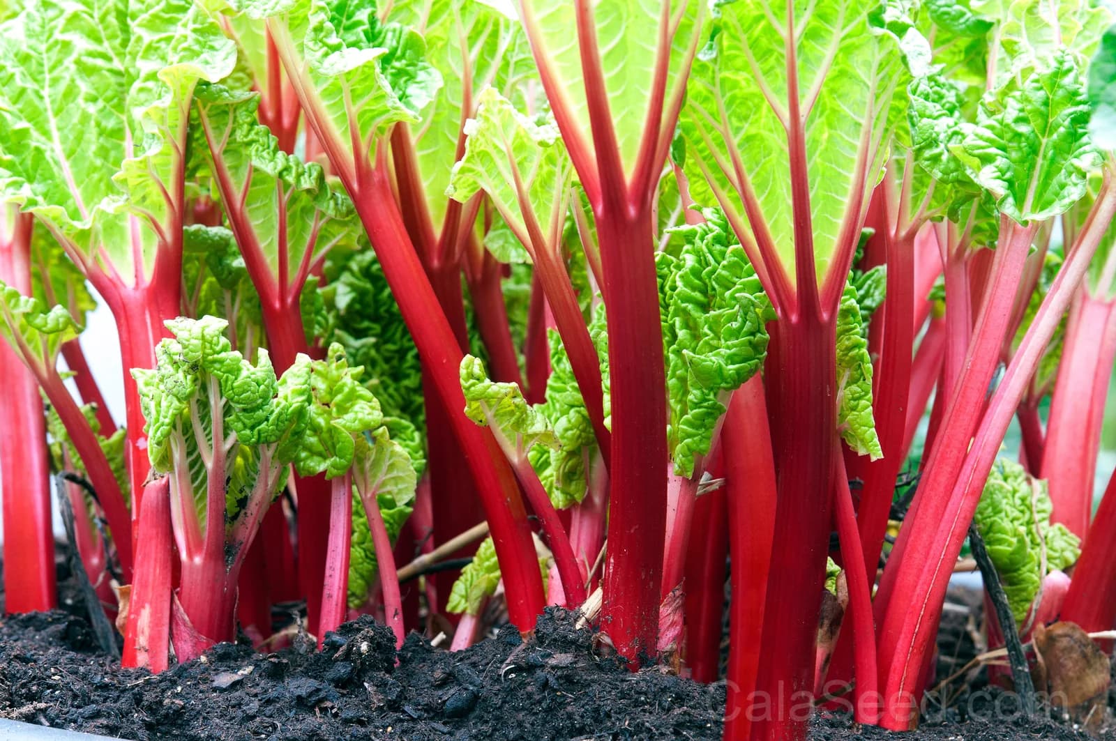Victoria Rhubarb Seeds — Classic Pieplant Perennial - View 4