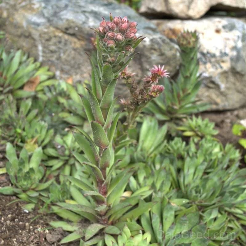 Hens and Chicks Seeds — Hardy Succulent Ground Cover - View 2