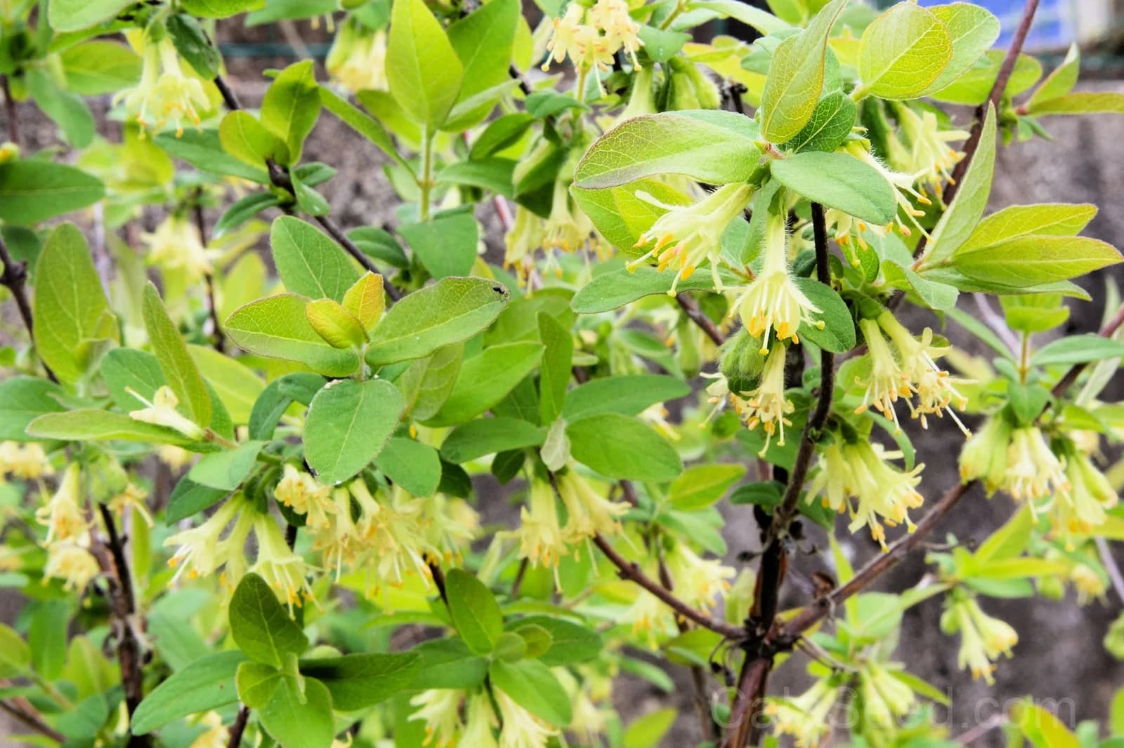 Blue Honeysuckle 'Honeyberry' Seeds — Edible Fruit Shrub - View 9