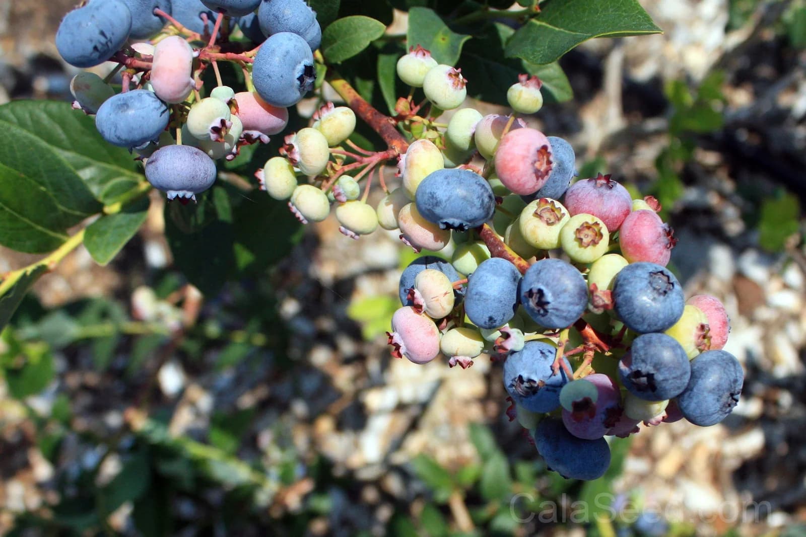 Northern Highbush Blueberry Seeds — Cold Hardy Fruit Shrub - View 5