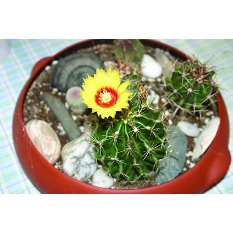 Cactus Mix Seeds — Drought-Tolerant Succulent Blend - View 2