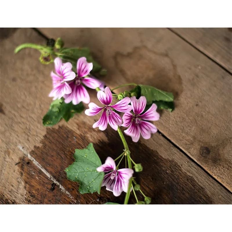 Zebrina Malva Seeds — Striped Hollyhock Bloom - View 4
