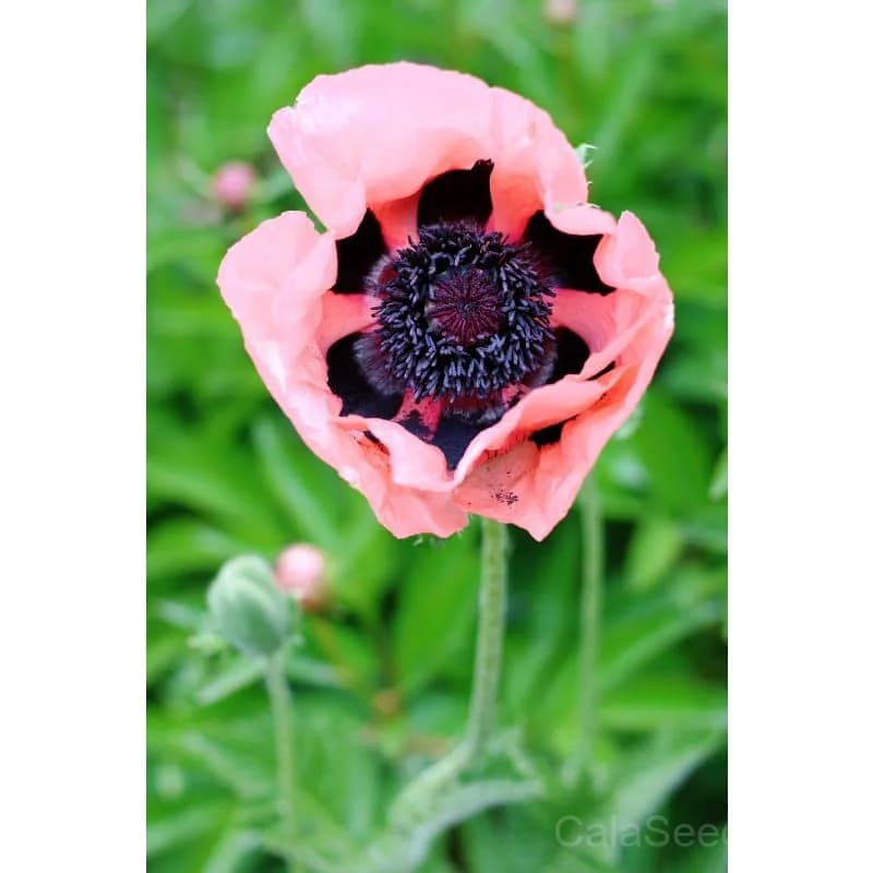 Poppy 'Fruit Punch' Seeds — Vibrant Mixed Bloom Color - View 3