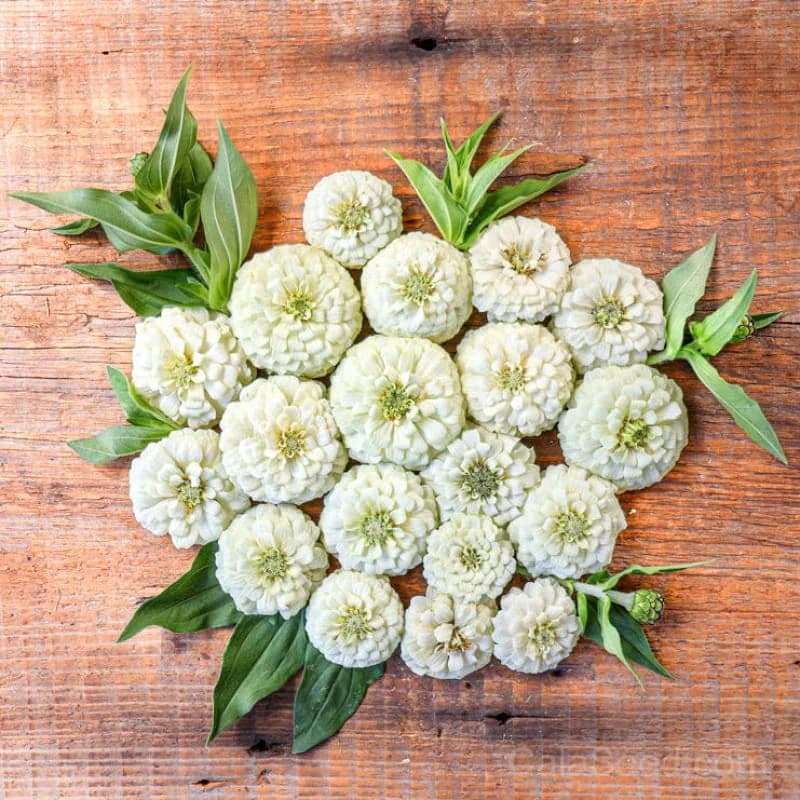Oklahoma White Zinnia Seeds — Heirloom Native Wildflower - View 5