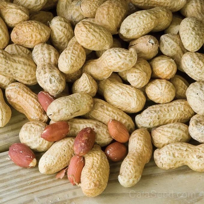 Jumbo Virginia Peanut Seeds — Large Nut Yields - View 3