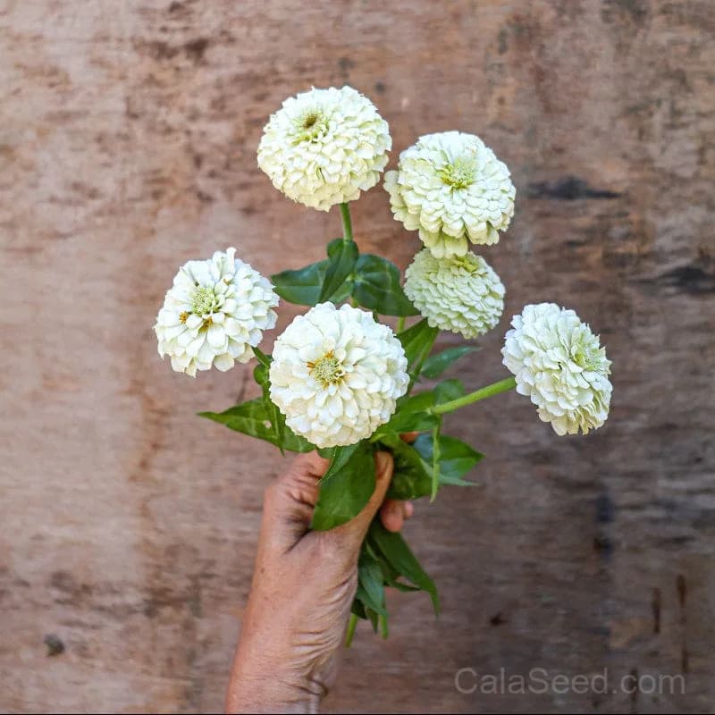 Oklahoma White Zinnia Seeds — Heirloom Native Wildflower - View 4