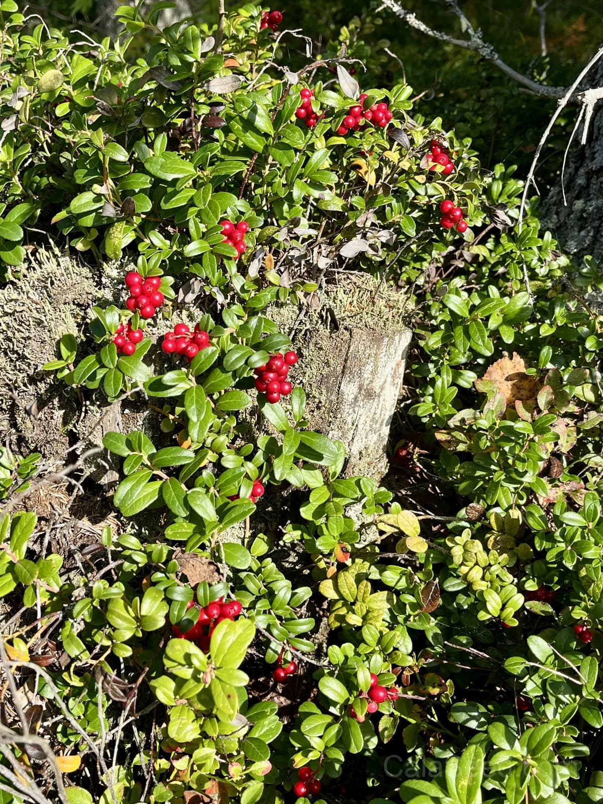 Lingonberry 'Red Pearl' Seeds — Tart Berry Ground Cover - View 3