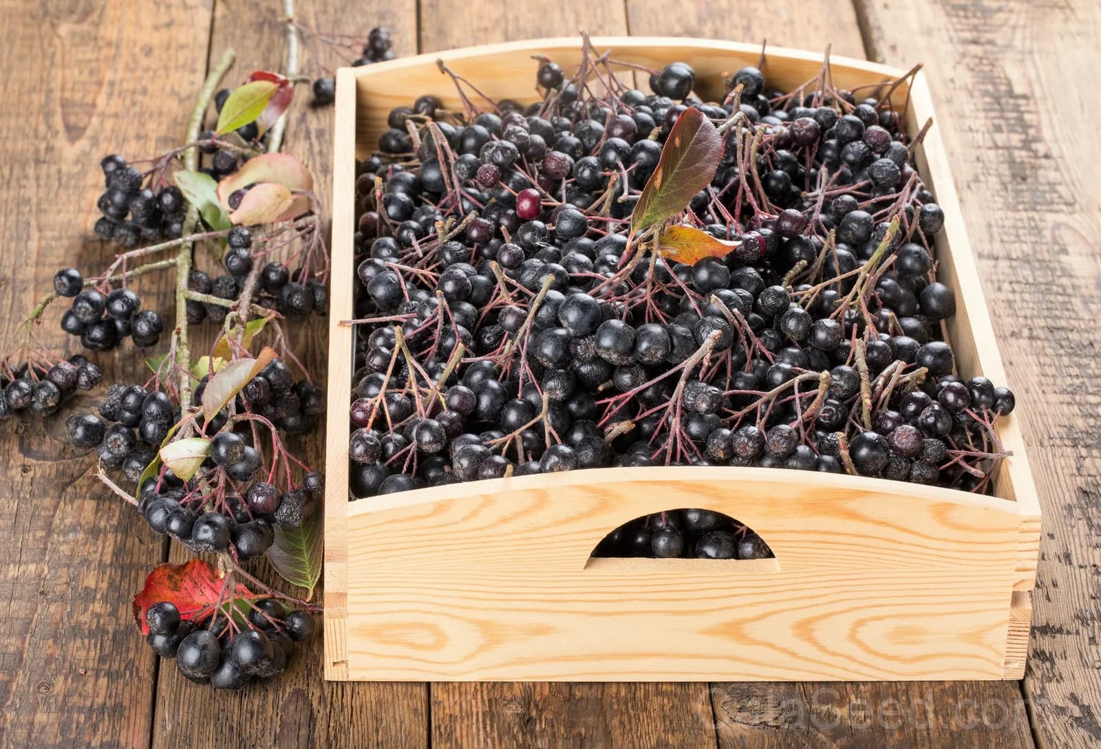 Black Chokeberry 'Aronia Melanocarpa' Seeds — White-Flowered Fruit Shrub - View 8
