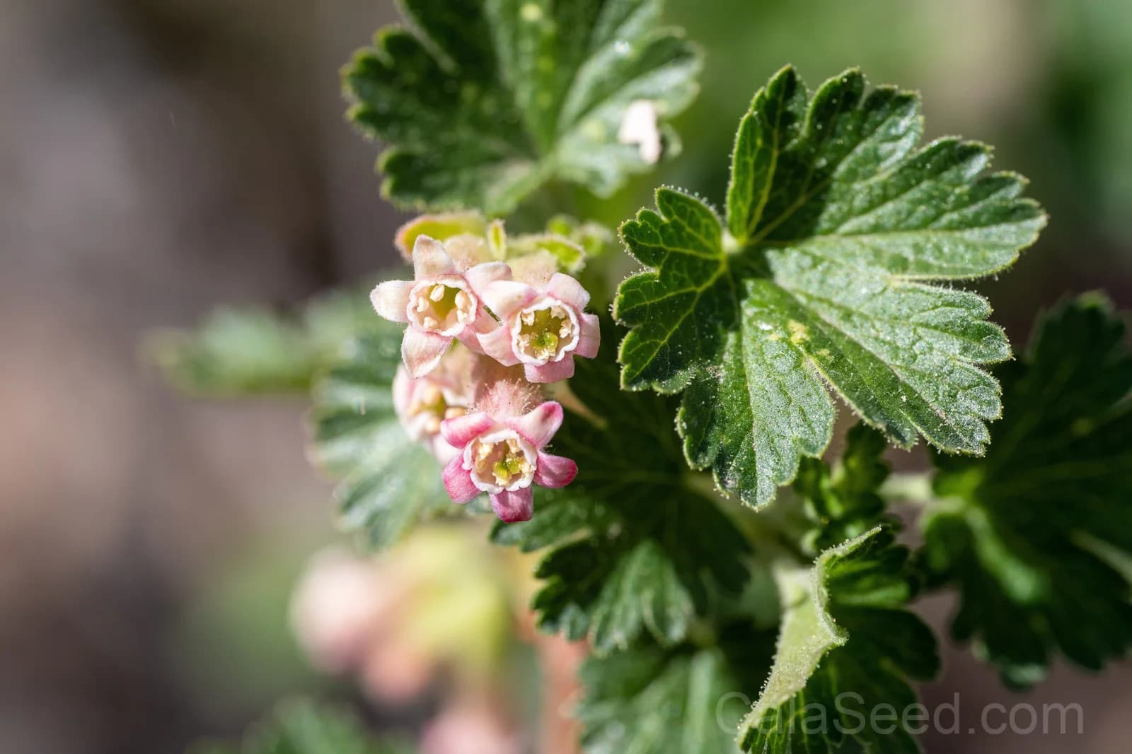 Red Wax Currant 'Ribes Cereum' Seeds — Edible Pink-Flowered Shrub - View 9