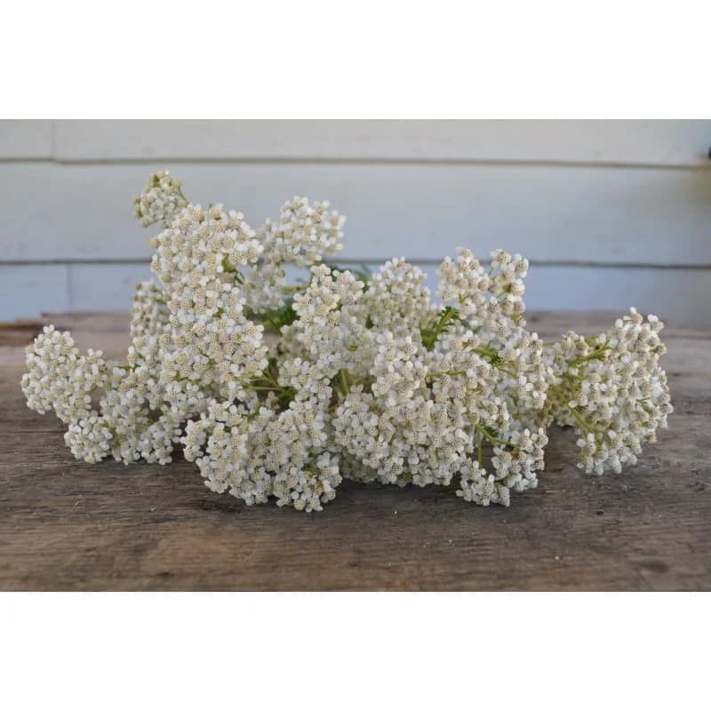 White Yarrow Seeds — Native Perennial Wildflower - View 2