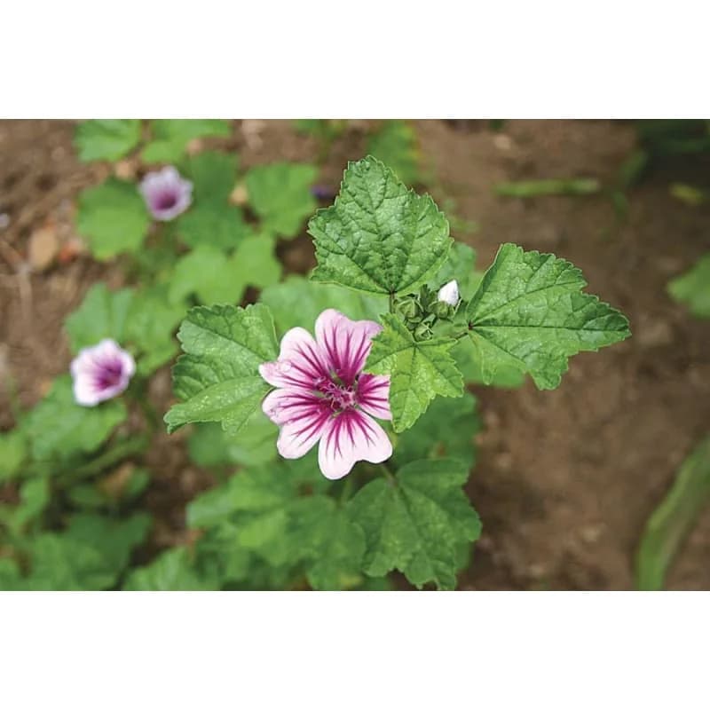 Zebrina Malva Seeds — Striped Hollyhock Bloom - View 2