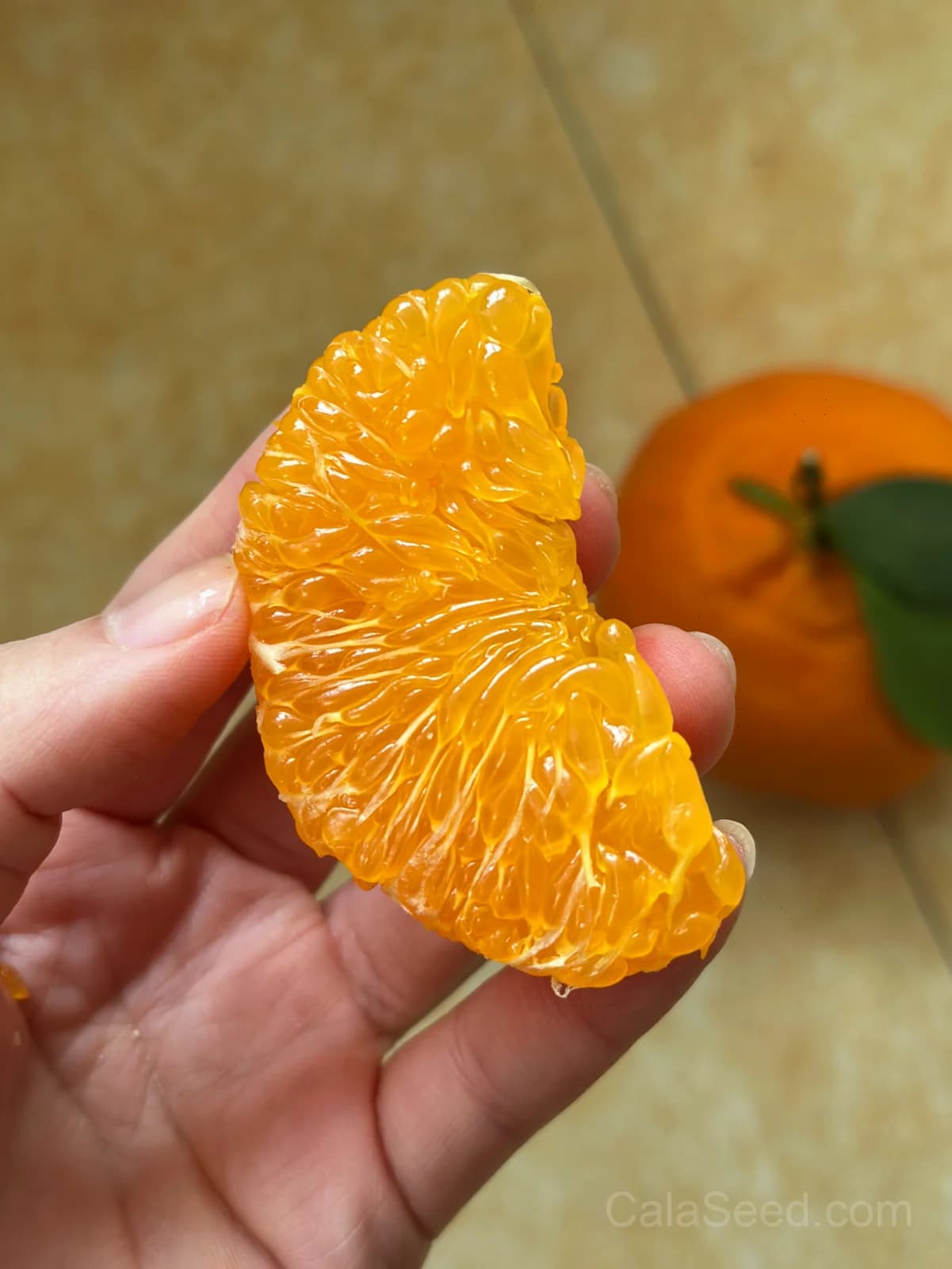 Mandarin 'Orange' Seeds — Sweet Citrus Fruit - View 4