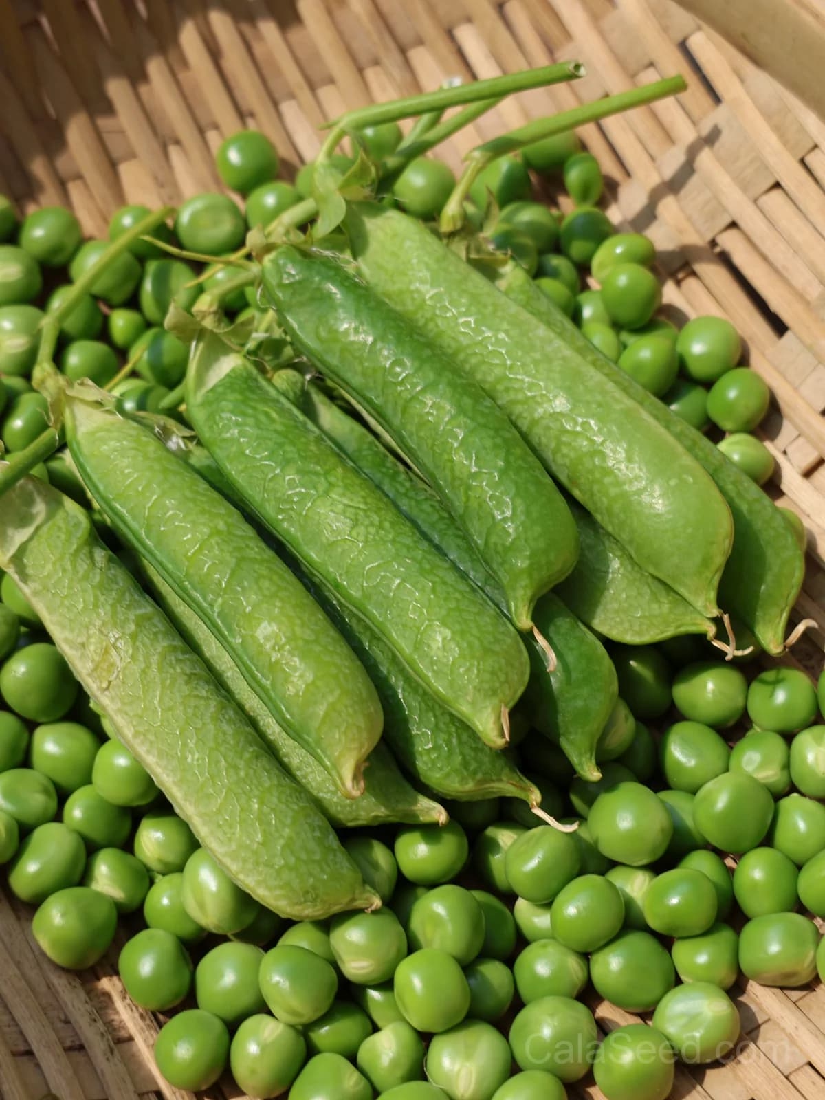 Masterpiece Pea Seeds — High-Yield Garden Vegetable - View 4