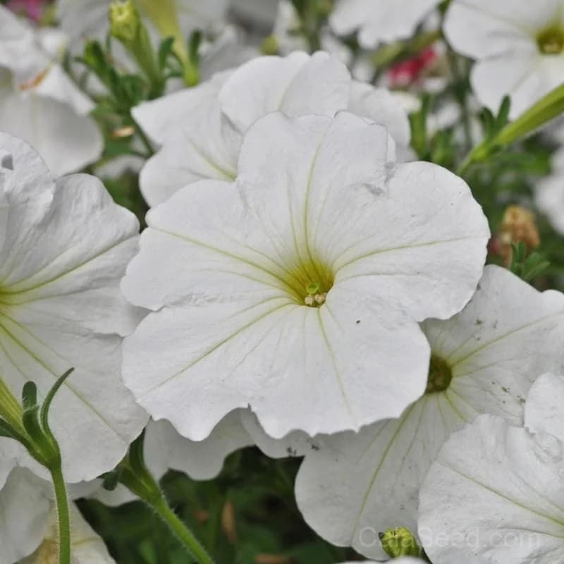 Easy Wave White Petunia Seeds — Compact Spreading Annual - View 1