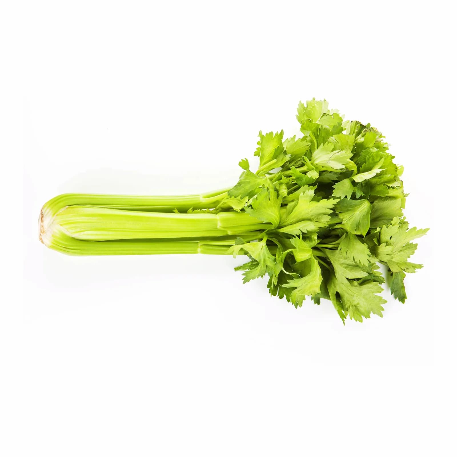 Tall Utah 52-70R Celery Seeds — Improved Disease-Resistant Stalks - View 4