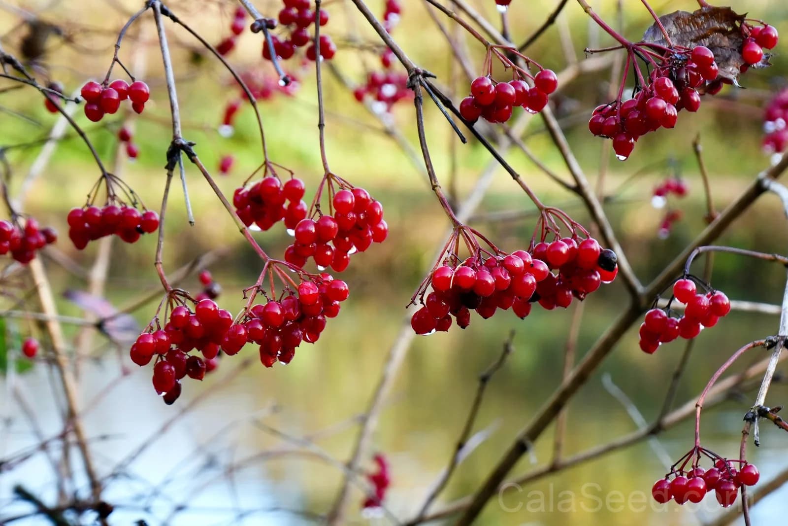 American Highbush Cranberry 'Viburnum Trilobum' Seeds — Red Fruit White Shrub - View 4