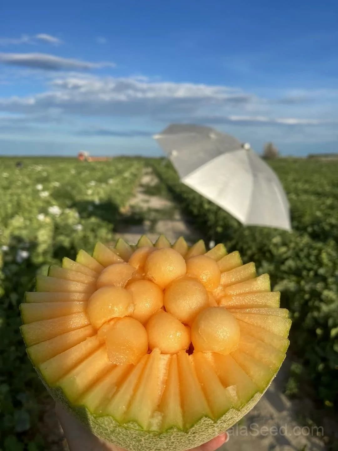 Hale's Best Jumbo Cantaloupe Seeds β Orange Muskmelon Fruit - View 5