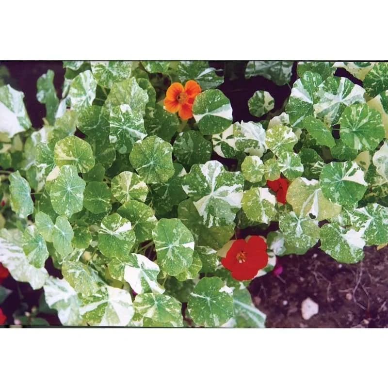 Alaska Mix Nasturtium Seeds — Cold-Hardy Edible Flowers - View 4