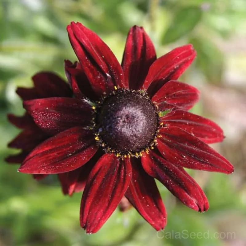 Cherry Brandy Rudbeckia Seeds — Rich Wine-Red Blooms - View 2