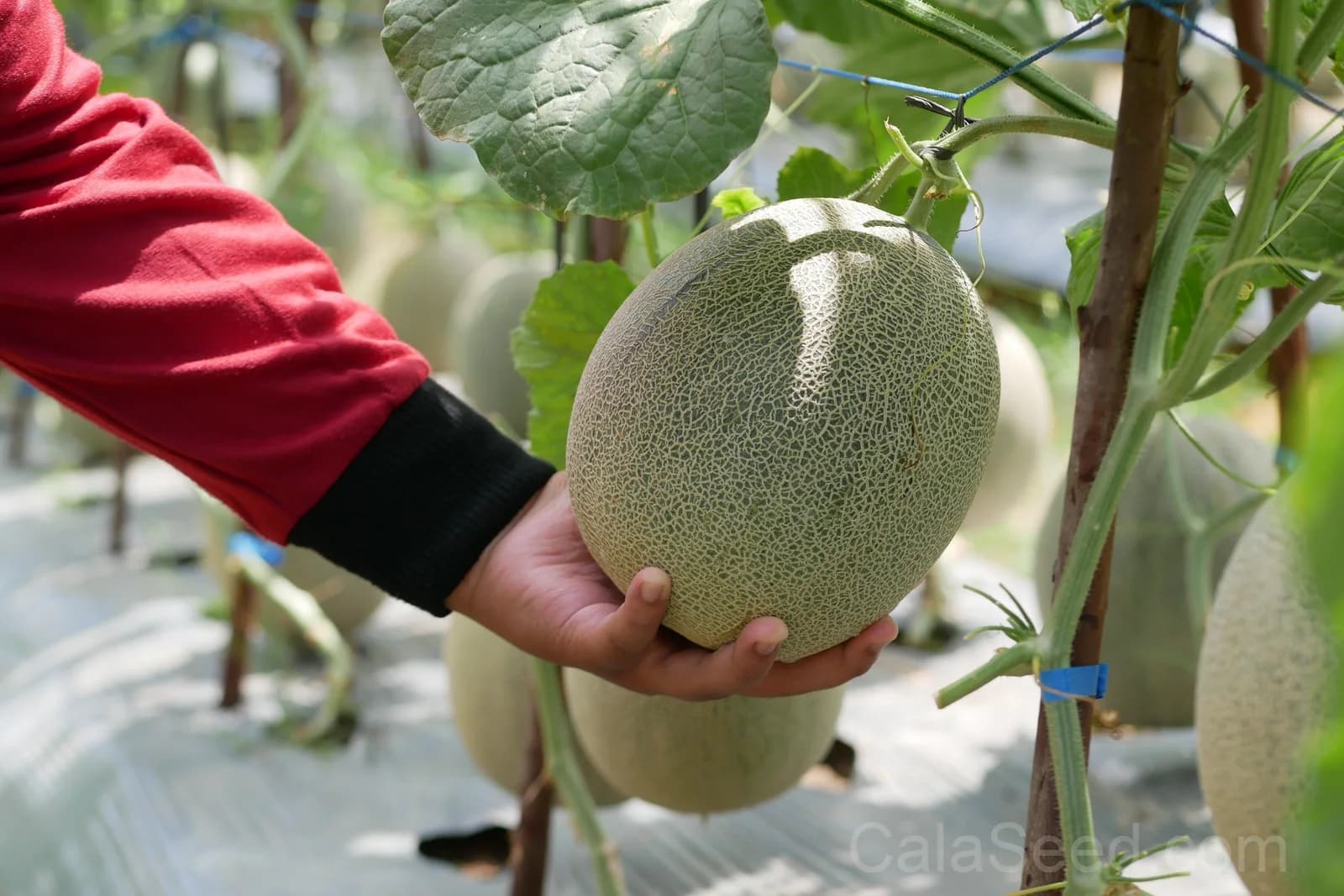 Hale's Best Jumbo Cantaloupe Seeds β Orange Muskmelon Fruit - View 4