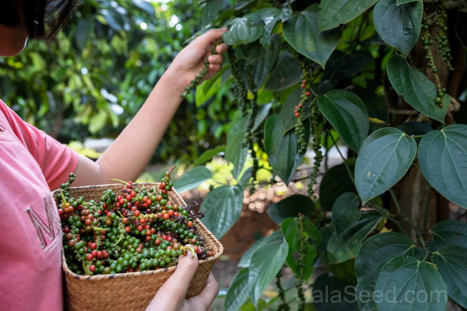Black Peppercorn 'Piper Nigrum' Seeds — Spice Vine for Cooking - View 7