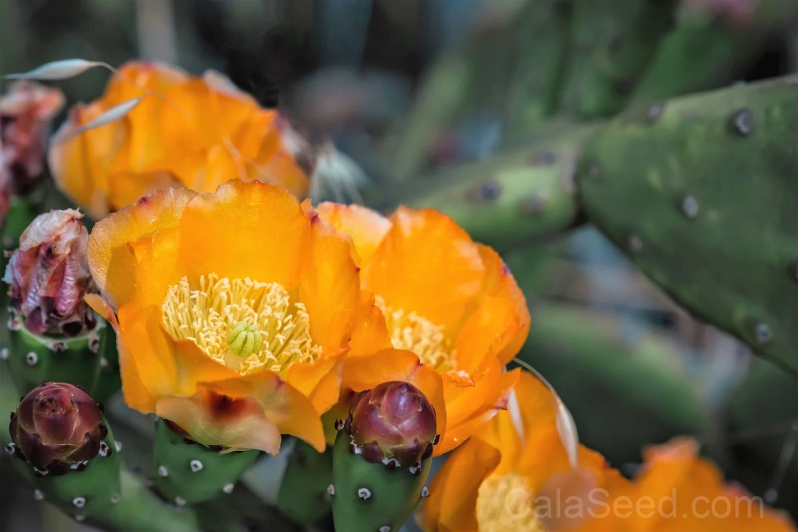 Prickly Pear Cactus 'Opuntia Ficus-Indica' Seeds — Edible Fruit & Flowers - View 9