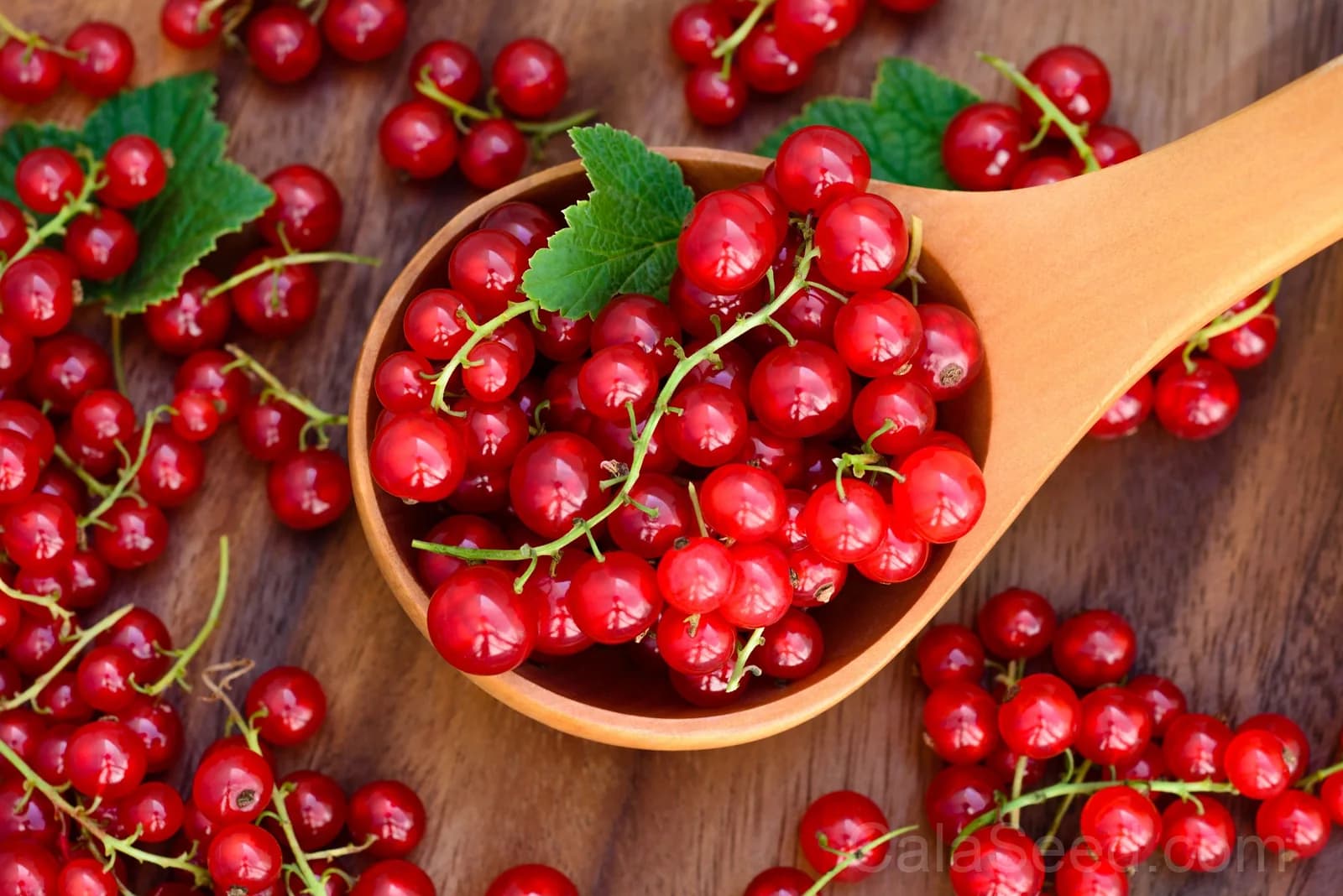 Red Wax Currant 'Ribes Cereum' Seeds — Edible Pink-Flowered Shrub - View 6