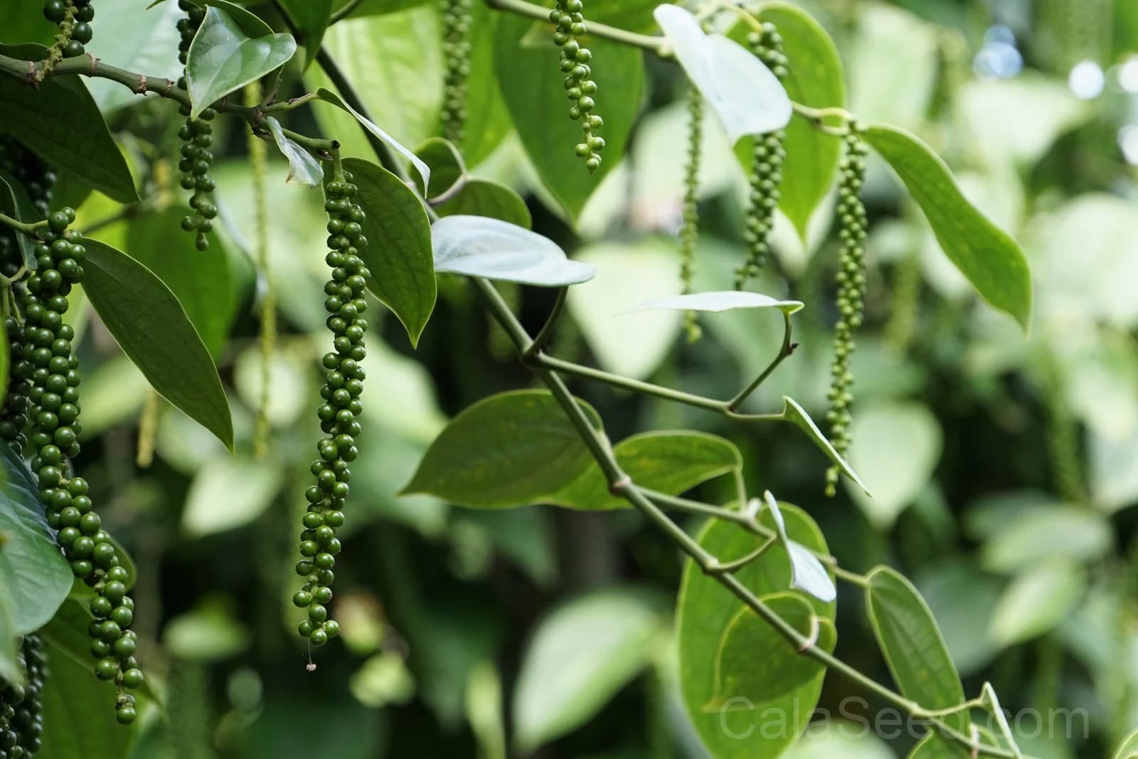 Black Peppercorn 'Piper Nigrum' Seeds — Spice Vine for Cooking - View 8