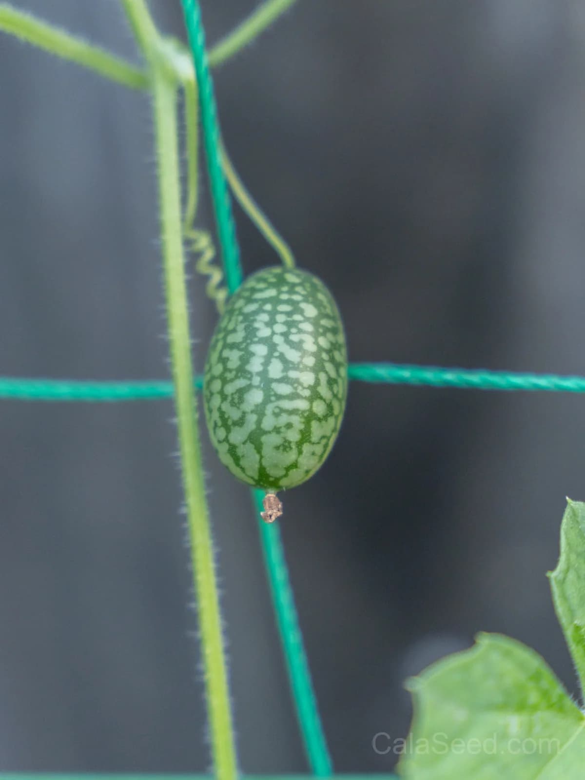 Cucamelon 'Melothria Scabra' Seeds β Mini Mexican Gherkin Vine - View 5