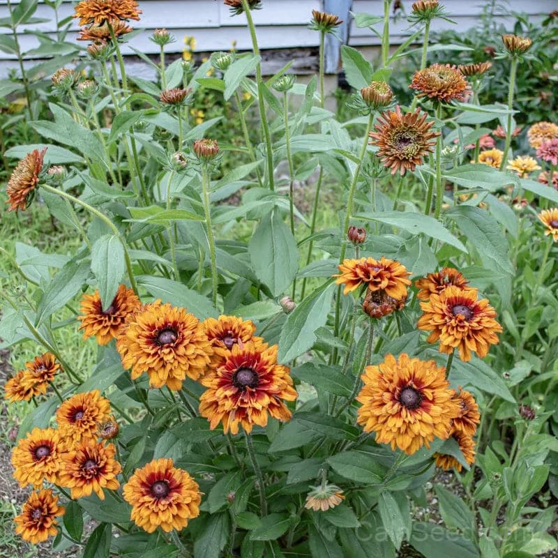 Cherokee Sunset Rudbeckia Seeds — Warm Sunset-Colored Blooms - View 1