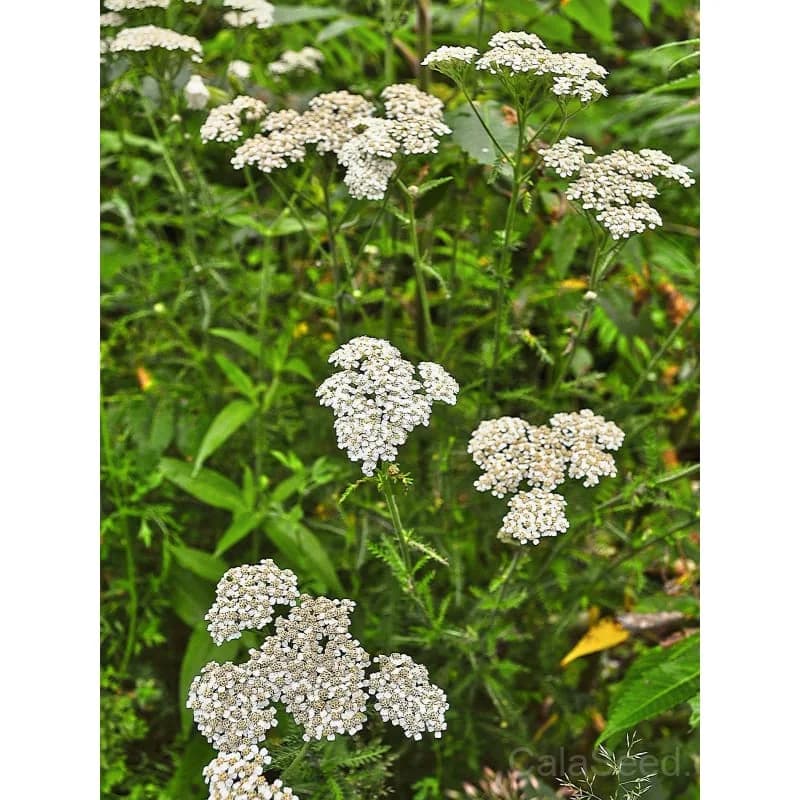 White Yarrow Seeds — Native Perennial Wildflower - View 3