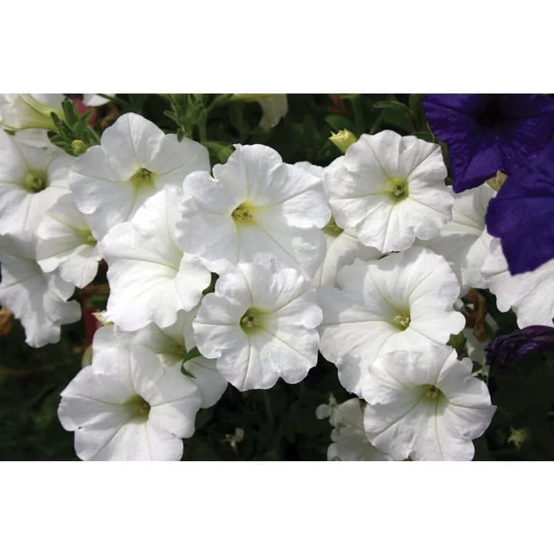Easy Wave White Petunia Seeds — Compact Spreading Annual - View 2