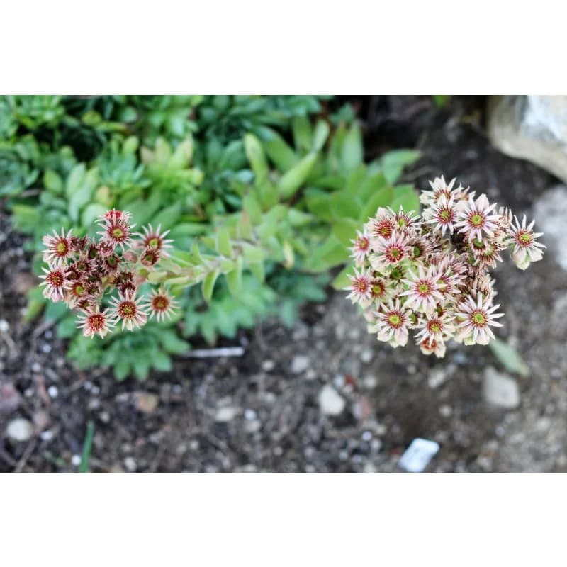 Hens and Chicks Seeds — Hardy Succulent Ground Cover - View 4