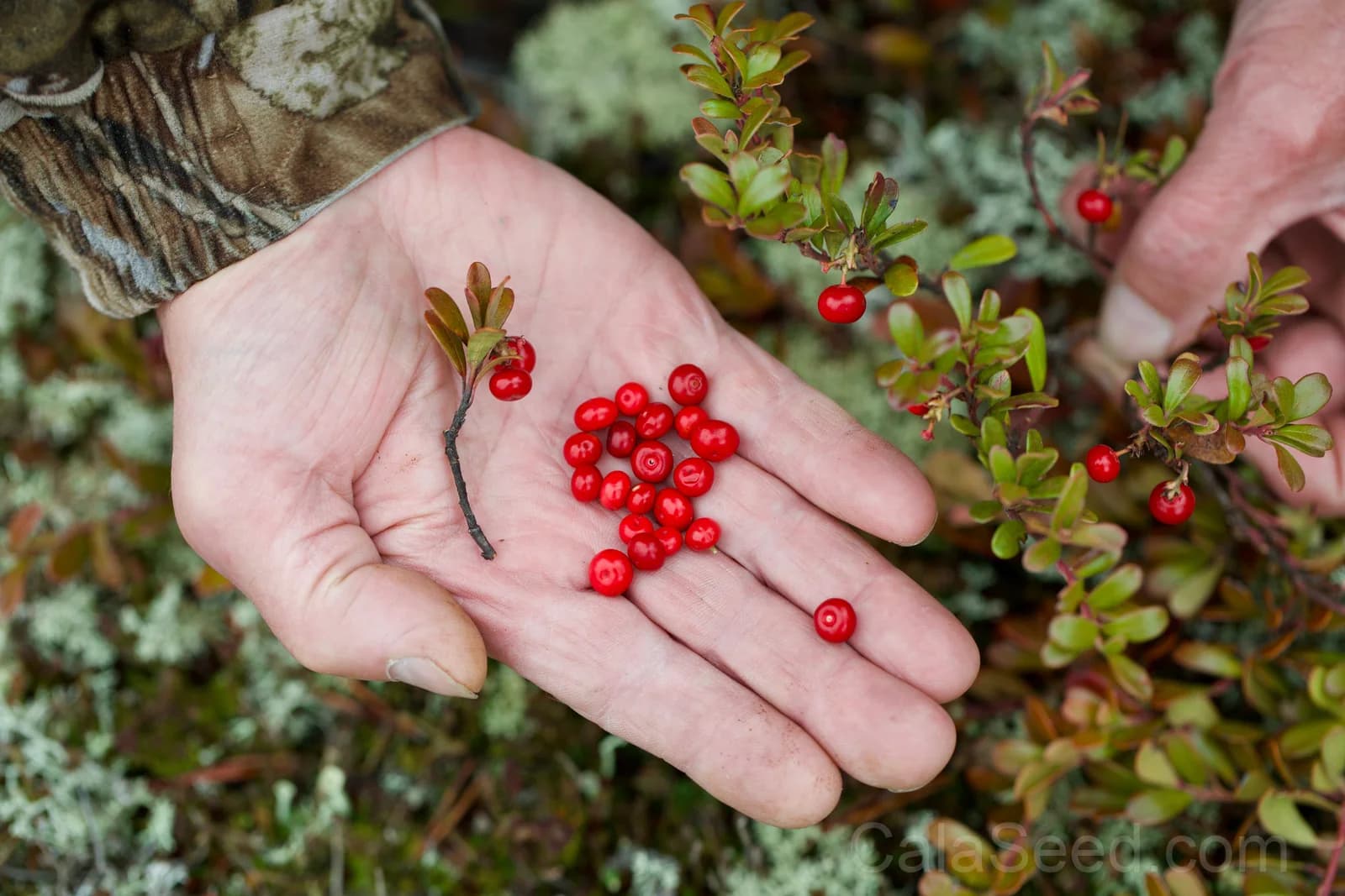Bearberry 'Kinnikinnick' Seeds — Evergreen Ground Cover - View 5