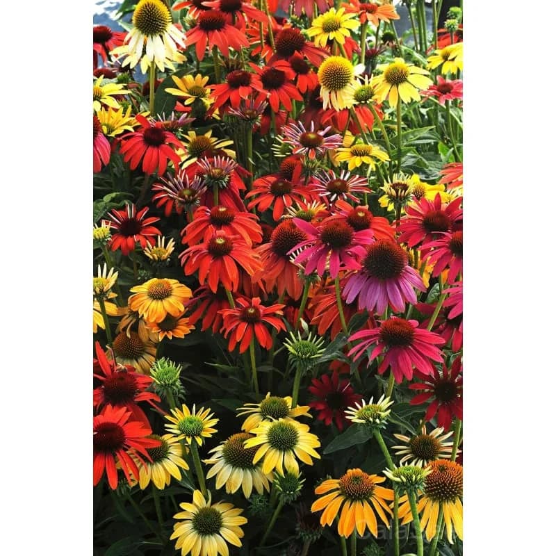 Cheyenne Spirit Echinacea Seeds — Vibrant Multicolor Coneflower - View 3