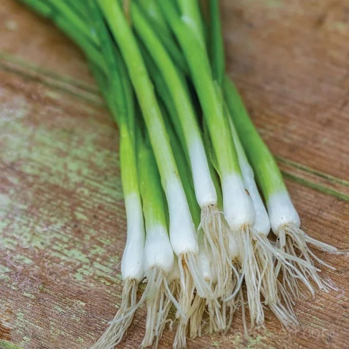 Evergreen Long White Bunching Onion Seeds — Perennial Bunching Variety - View 4