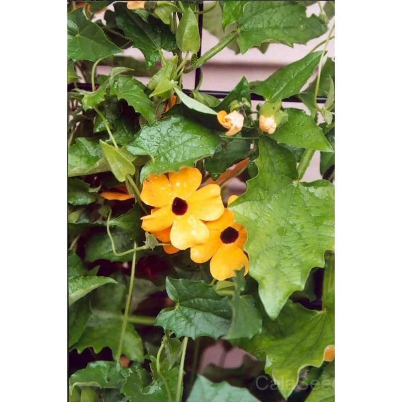Susie Mix Thunbergia Seeds — Vibrant Flowering Vine - View 3