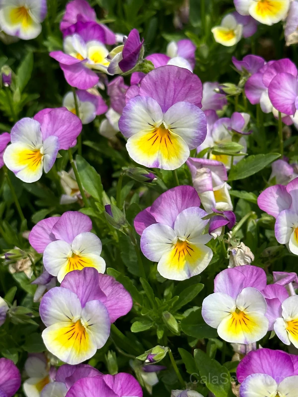 Cool Wave Berries n' Cream Pansy Seeds — Trailing Bicolor Flower Mix - View 10