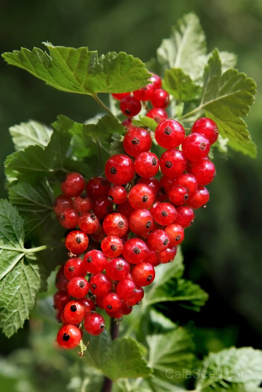 Red Wax Currant 'Ribes Cereum' Seeds — Edible Pink-Flowered Shrub - View 4