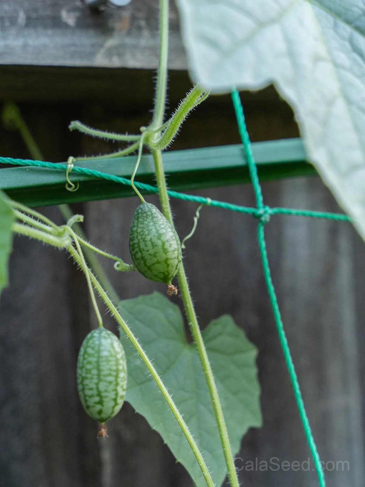 Cucamelon 'Melothria Scabra' Seeds β Mini Mexican Gherkin Vine - View 6