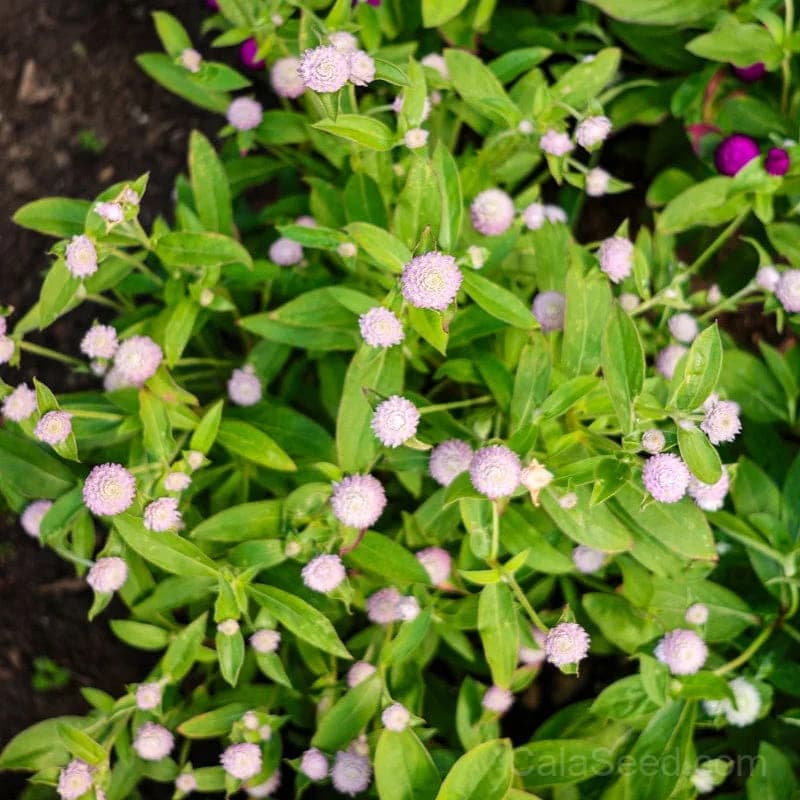 Globe Amaranth Seeds — Long-Lasting Dried Flowers - View 5