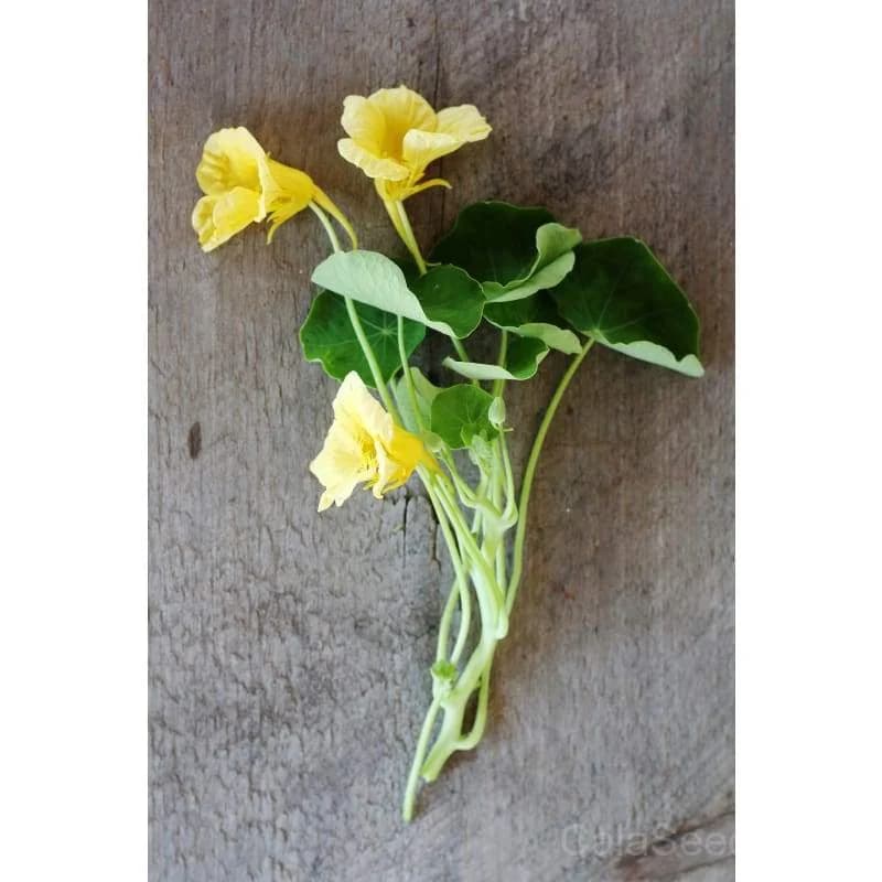 Moonlight Nasturtium Seeds — Edible Flowers & Trailing Vines - View 3