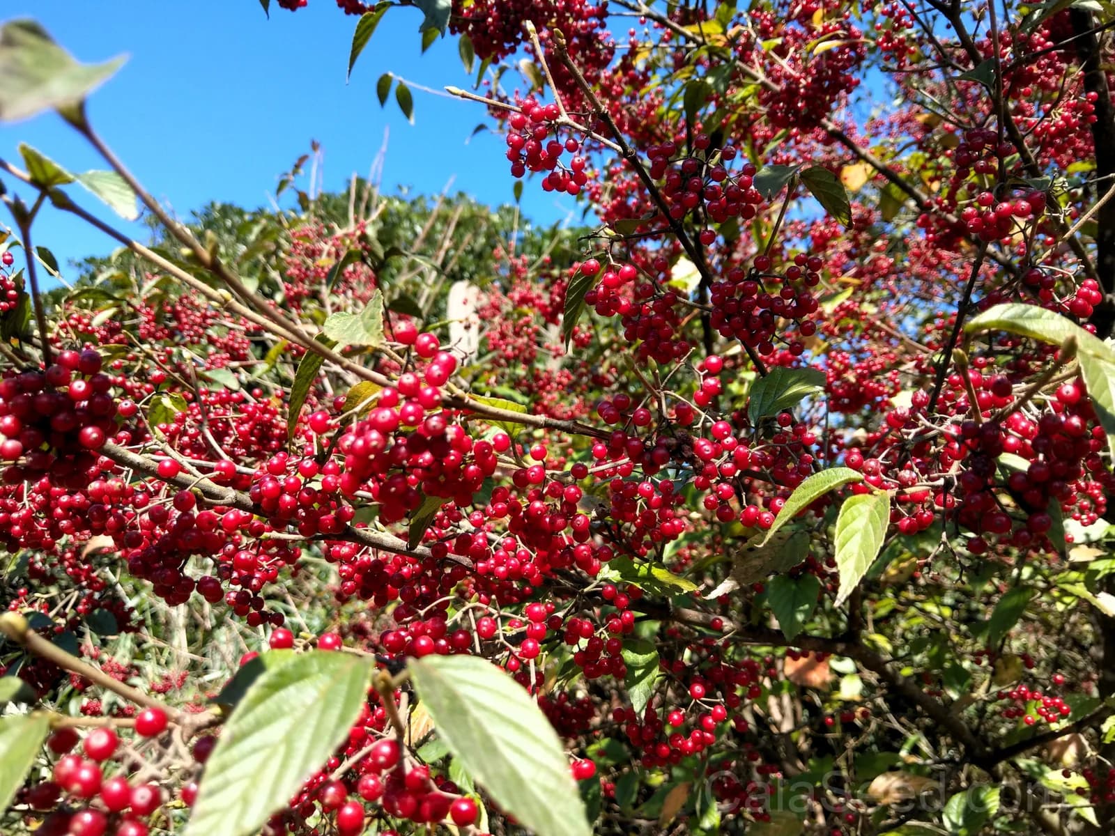 Red Chokeberry 'Aronia Arbutifolia' Seeds — White Flowers Edible Fruit - View 8